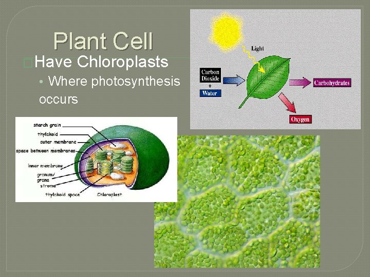 Plant Cell �Have Chloroplasts • Where photosynthesis occurs 