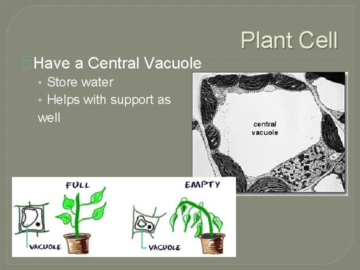 Plant Cell �Have a Central Vacuole • Store water • Helps with support as