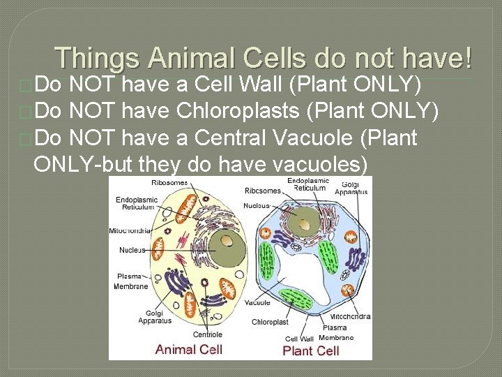 Things Animal Cells do not have! �Do NOT have a Cell Wall (Plant ONLY)
