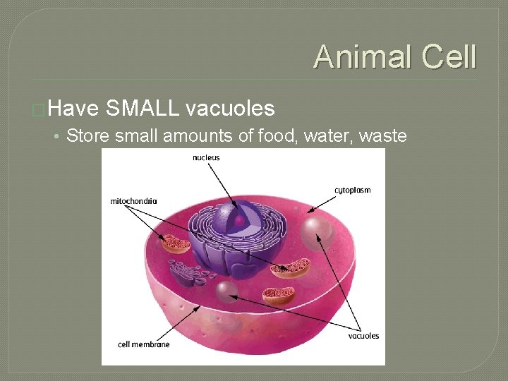 Animal Cell �Have SMALL vacuoles • Store small amounts of food, water, waste 