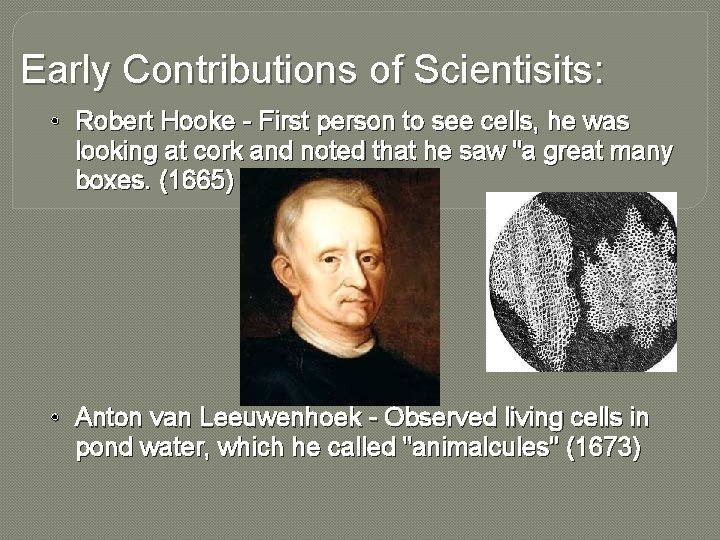 Early Contributions of Scientisits: • Robert Hooke - First person to see cells, he