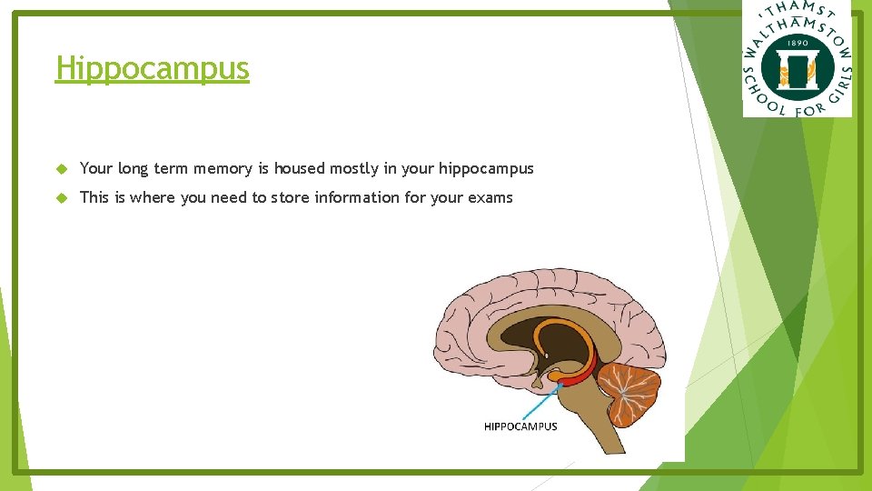 Hippocampus Your long term memory is housed mostly in your hippocampus This is where