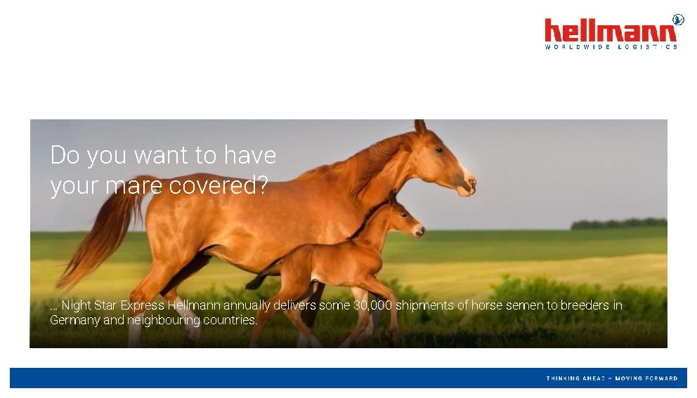 Do you want to have your mare covered? … Night Star Express Hellmann annually Do you want to have your mare covered? … Night Star Express Hellmann annually