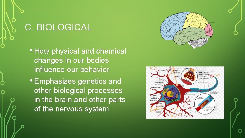 C. BIOLOGICAL • How physical and chemical changes in our bodies influence our behavior