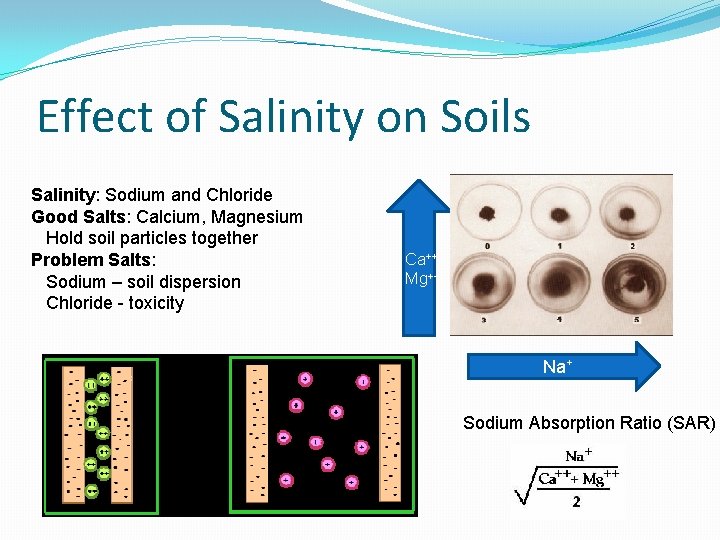 Effect of Salinity on Soils Salinity: Sodium and Chloride Good Salts: Calcium, Magnesium Hold