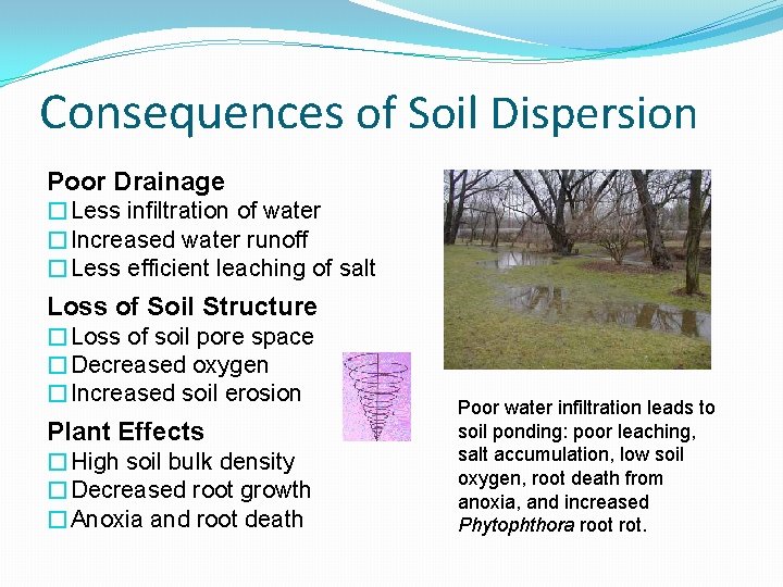 Consequences of Soil Dispersion Poor Drainage �Less infiltration of water �Increased water runoff �Less