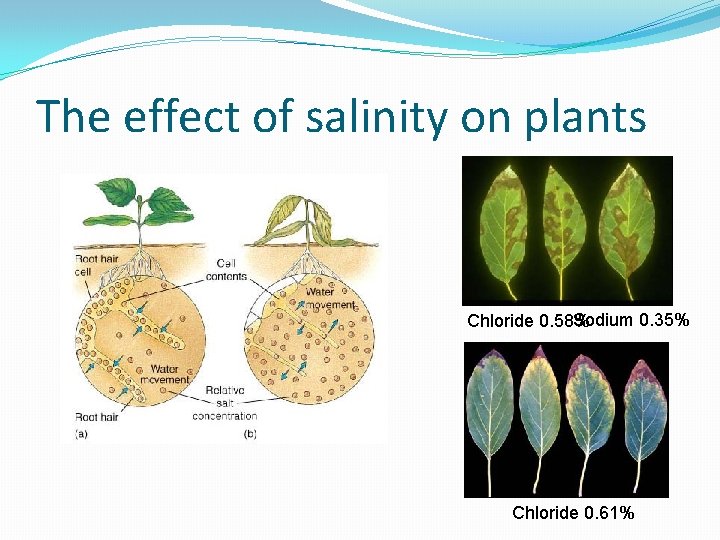 The effect of salinity on plants Sodium 0. 35% Chloride 0. 58% Chloride 0.