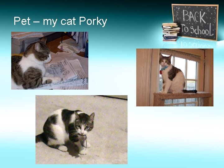 Pet – my cat Porky 