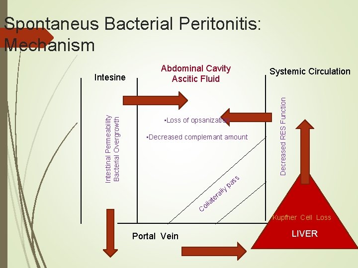 Spontaneus Bacterial Peritonitis: Mechanism • Loss of opsanization • Decreased complemant amount lly ss Spontaneus Bacterial Peritonitis: Mechanism • Loss of opsanization • Decreased complemant amount lly ss