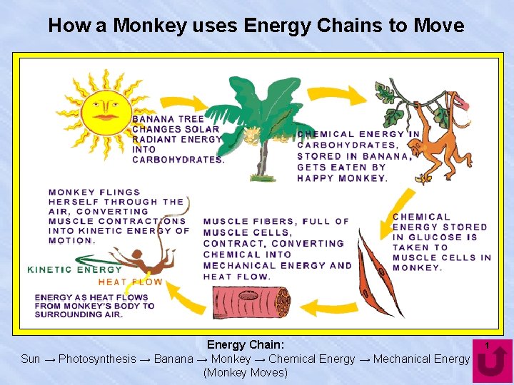 How a Monkey uses Energy Chains to Move Energy Chain: Sun → Photosynthesis →