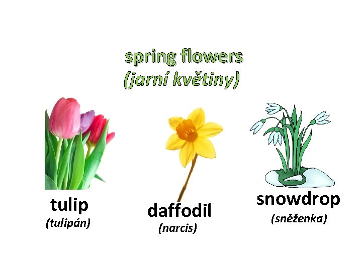 spring flowers (jarní květiny) tulip (tulipán) daffodil (narcis) snowdrop (sněženka) 