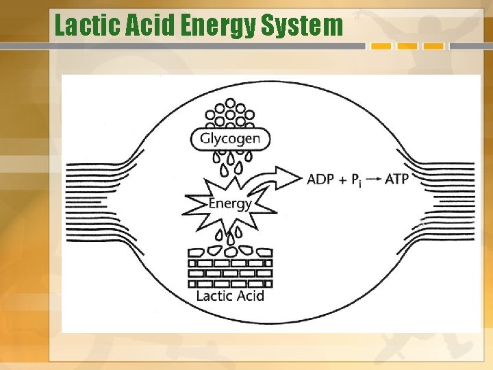 Lactic Acid Energy System 