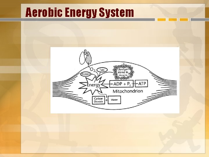 Aerobic Energy System 