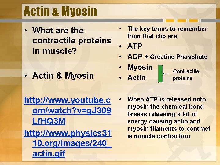 Actin & Myosin • The key terms to remember • What are the from