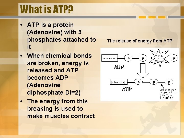 What is ATP? • ATP is a protein (Adenosine) with 3 phosphates attached to