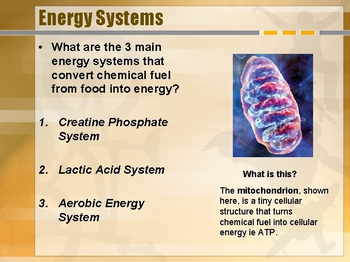 Energy Systems • What are the 3 main energy systems that convert chemical fuel