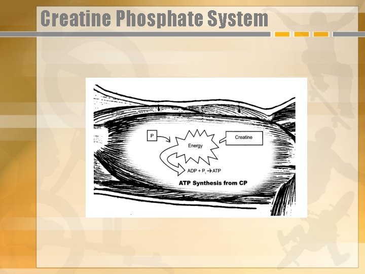 Creatine Phosphate System 