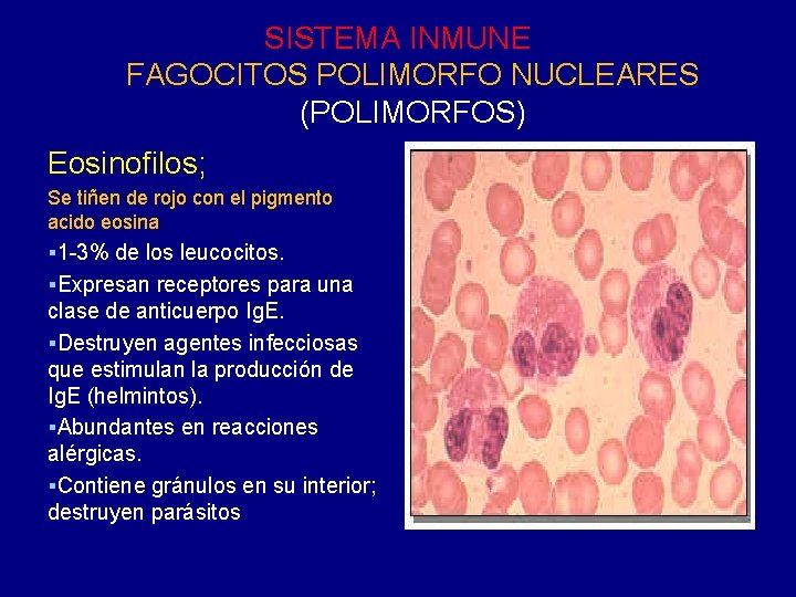 SISTEMA INMUNE FAGOCITOS POLIMORFO NUCLEARES (POLIMORFOS) Eosinofilos; Se tiñen de rojo con el pigmento SISTEMA INMUNE FAGOCITOS POLIMORFO NUCLEARES (POLIMORFOS) Eosinofilos; Se tiñen de rojo con el pigmento