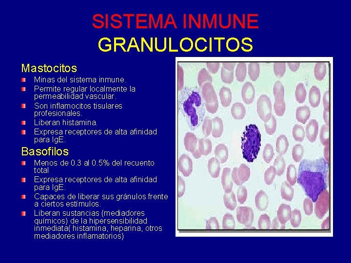SISTEMA INMUNE GRANULOCITOS Mastocitos Minas del sistema inmune. Permite regular localmente la permeabilidad vascular. SISTEMA INMUNE GRANULOCITOS Mastocitos Minas del sistema inmune. Permite regular localmente la permeabilidad vascular.