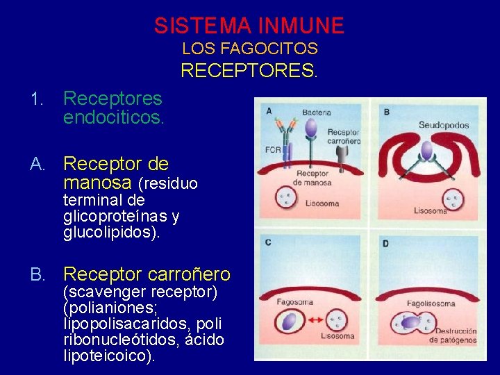 SISTEMA INMUNE LOS FAGOCITOS RECEPTORES. 1. Receptores endociticos. A. Receptor de manosa (residuo terminal SISTEMA INMUNE LOS FAGOCITOS RECEPTORES. 1. Receptores endociticos. A. Receptor de manosa (residuo terminal