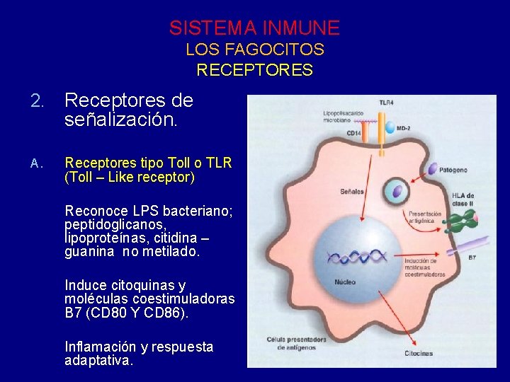 SISTEMA INMUNE LOS FAGOCITOS RECEPTORES 2. Receptores de señalización. A. Receptores tipo Toll o SISTEMA INMUNE LOS FAGOCITOS RECEPTORES 2. Receptores de señalización. A. Receptores tipo Toll o