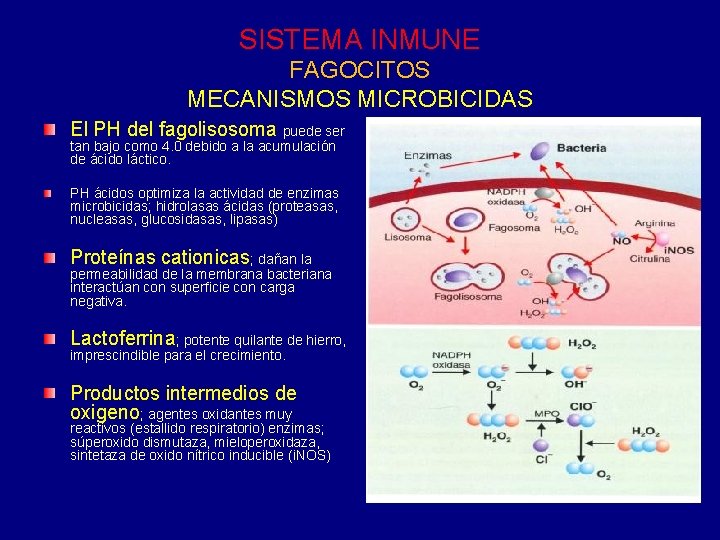 SISTEMA INMUNE FAGOCITOS MECANISMOS MICROBICIDAS El PH del fagolisosoma puede ser tan bajo como SISTEMA INMUNE FAGOCITOS MECANISMOS MICROBICIDAS El PH del fagolisosoma puede ser tan bajo como
