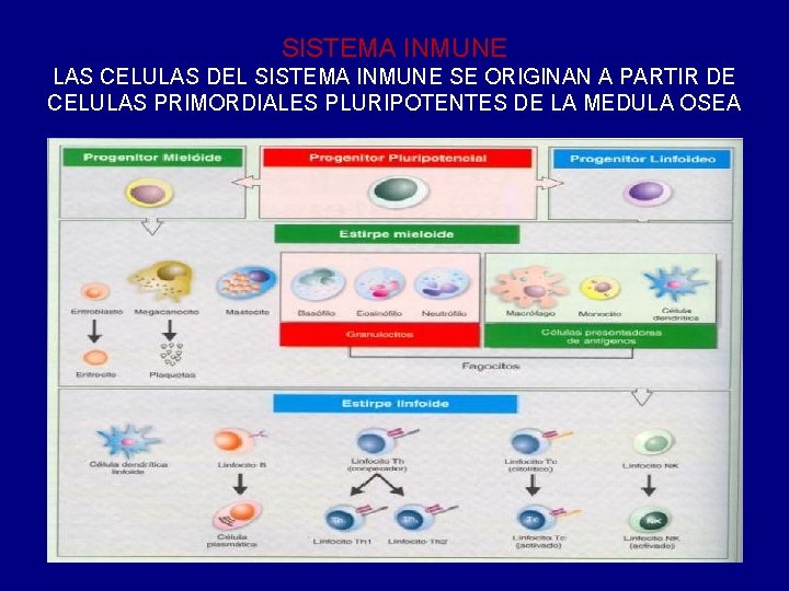 SISTEMA INMUNE LAS CELULAS DEL SISTEMA INMUNE SE ORIGINAN A PARTIR DE CELULAS PRIMORDIALES SISTEMA INMUNE LAS CELULAS DEL SISTEMA INMUNE SE ORIGINAN A PARTIR DE CELULAS PRIMORDIALES