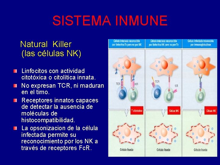 SISTEMA INMUNE Natural Killer (las células NK) Linfocitos con actividad citotóxica o citolítica innata. SISTEMA INMUNE Natural Killer (las células NK) Linfocitos con actividad citotóxica o citolítica innata.