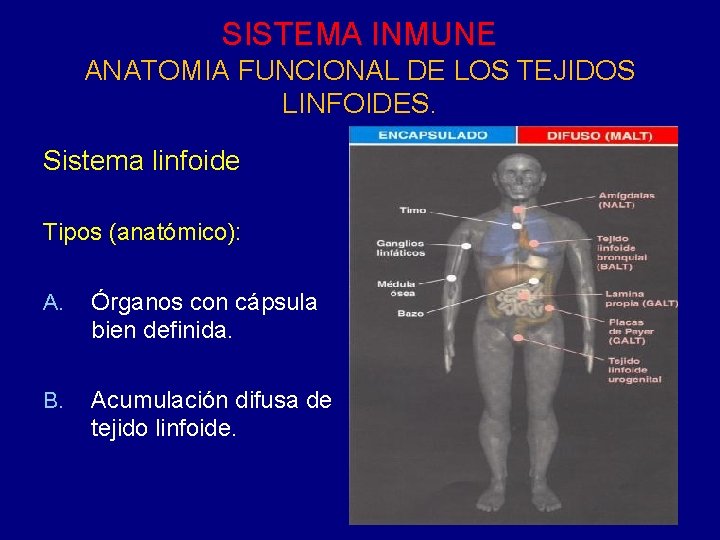 SISTEMA INMUNE ANATOMIA FUNCIONAL DE LOS TEJIDOS LINFOIDES. Sistema linfoide Tipos (anatómico): A. Órganos SISTEMA INMUNE ANATOMIA FUNCIONAL DE LOS TEJIDOS LINFOIDES. Sistema linfoide Tipos (anatómico): A. Órganos