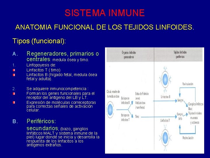 SISTEMA INMUNE ANATOMIA FUNCIONAL DE LOS TEJIDOS LINFOIDES. Tipos (funcional): A. Regeneradores, primarios o SISTEMA INMUNE ANATOMIA FUNCIONAL DE LOS TEJIDOS LINFOIDES. Tipos (funcional): A. Regeneradores, primarios o