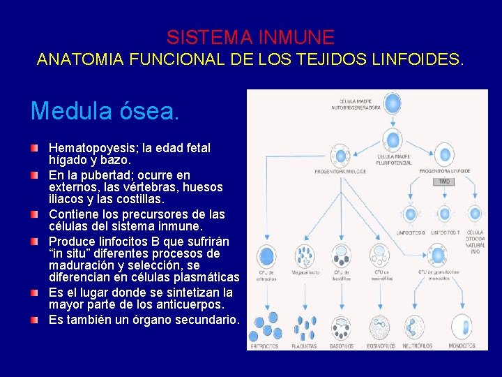 SISTEMA INMUNE ANATOMIA FUNCIONAL DE LOS TEJIDOS LINFOIDES. Medula ósea. Hematopoyesis; la edad fetal SISTEMA INMUNE ANATOMIA FUNCIONAL DE LOS TEJIDOS LINFOIDES. Medula ósea. Hematopoyesis; la edad fetal