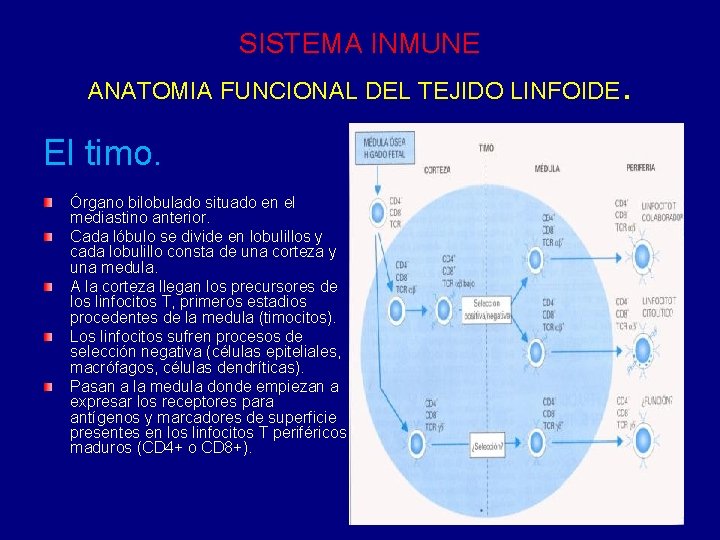 SISTEMA INMUNE . ANATOMIA FUNCIONAL DEL TEJIDO LINFOIDE El timo. Órgano bilobulado situado en SISTEMA INMUNE . ANATOMIA FUNCIONAL DEL TEJIDO LINFOIDE El timo. Órgano bilobulado situado en
