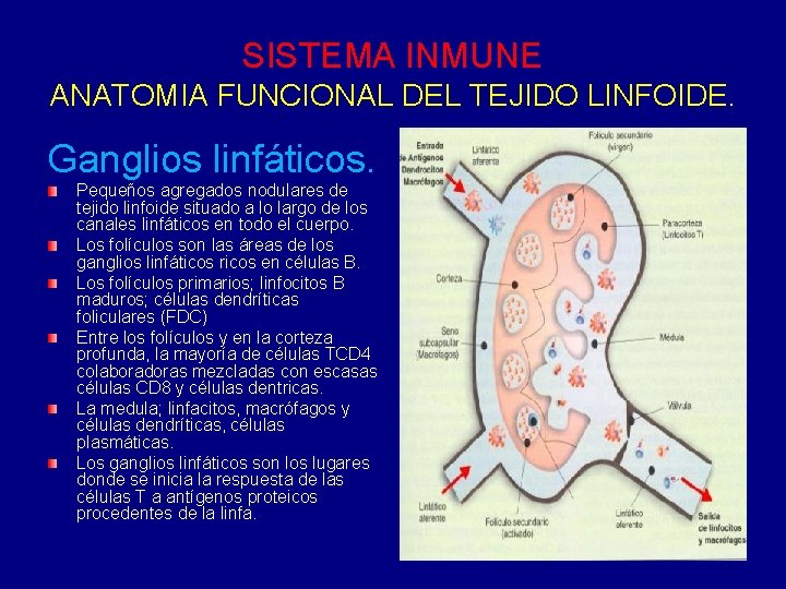 SISTEMA INMUNE ANATOMIA FUNCIONAL DEL TEJIDO LINFOIDE. Ganglios linfáticos. Pequeños agregados nodulares de tejido SISTEMA INMUNE ANATOMIA FUNCIONAL DEL TEJIDO LINFOIDE. Ganglios linfáticos. Pequeños agregados nodulares de tejido