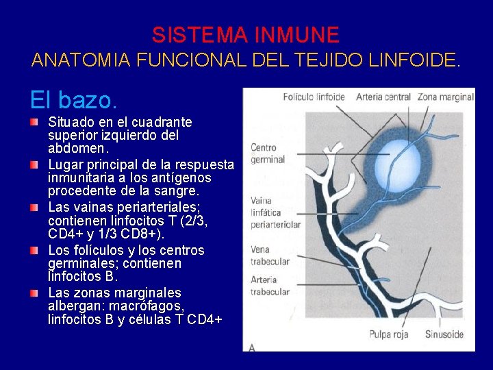 SISTEMA INMUNE ANATOMIA FUNCIONAL DEL TEJIDO LINFOIDE. El bazo. Situado en el cuadrante superior SISTEMA INMUNE ANATOMIA FUNCIONAL DEL TEJIDO LINFOIDE. El bazo. Situado en el cuadrante superior