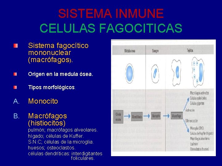 SISTEMA INMUNE CELULAS FAGOCITICAS Sistema fagocítico mononuclear (macrófagos). Origen en la medula ósea. Tipos SISTEMA INMUNE CELULAS FAGOCITICAS Sistema fagocítico mononuclear (macrófagos). Origen en la medula ósea. Tipos