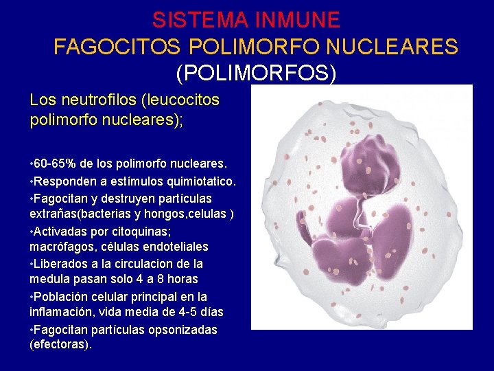 SISTEMA INMUNE FAGOCITOS POLIMORFO NUCLEARES (POLIMORFOS) Los neutrofilos (leucocitos polimorfo nucleares); • 60 -65% SISTEMA INMUNE FAGOCITOS POLIMORFO NUCLEARES (POLIMORFOS) Los neutrofilos (leucocitos polimorfo nucleares); • 60 -65%