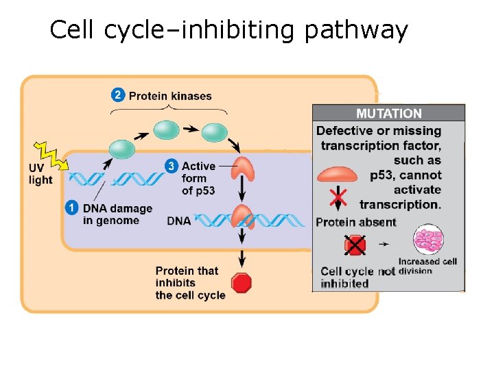 Cell cycle–inhibiting pathway 