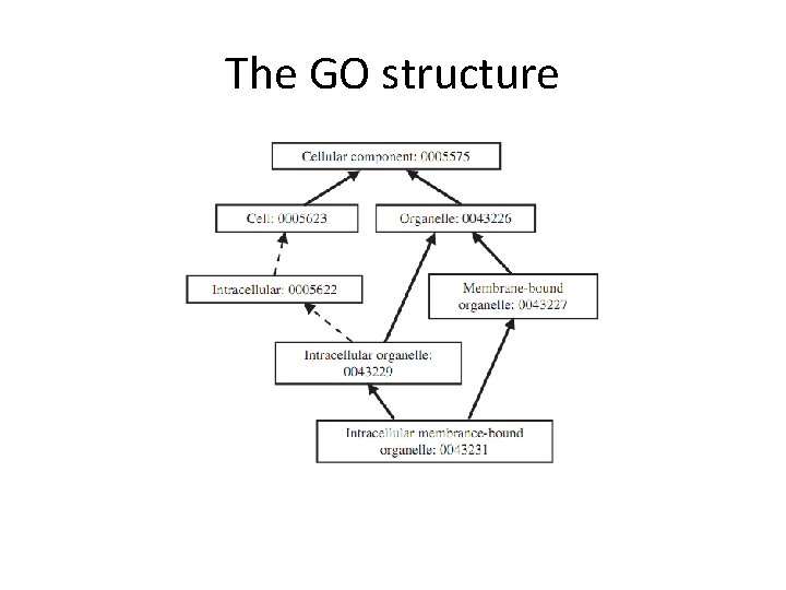 The GO structure 