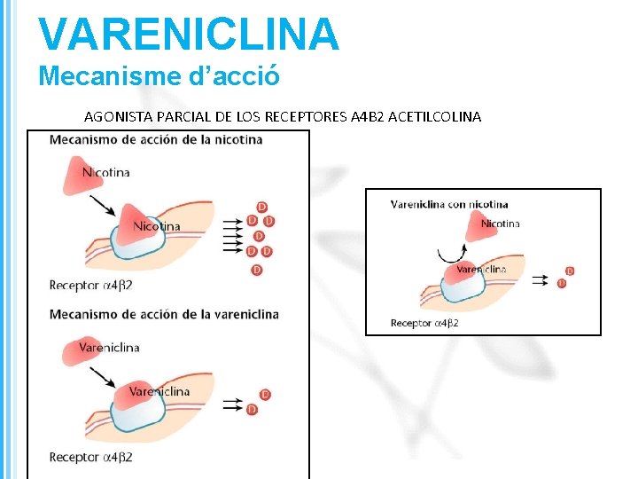 VARENICLINA Mecanisme d’acció AGONISTA PARCIAL DE LOS RECEPTORES Α 4Β 2 ACETILCOLINA 