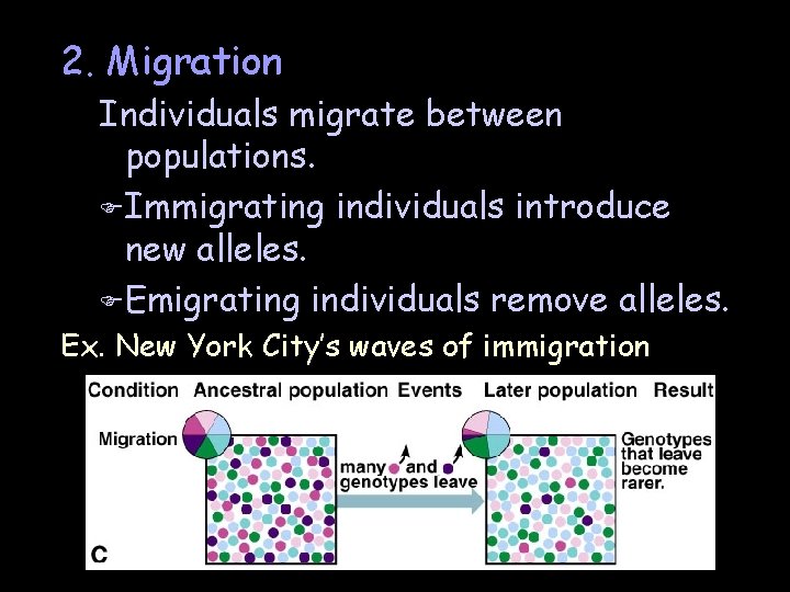 2. Migration Individuals migrate between populations. F Immigrating individuals introduce new alleles. F Emigrating 2. Migration Individuals migrate between populations. F Immigrating individuals introduce new alleles. F Emigrating