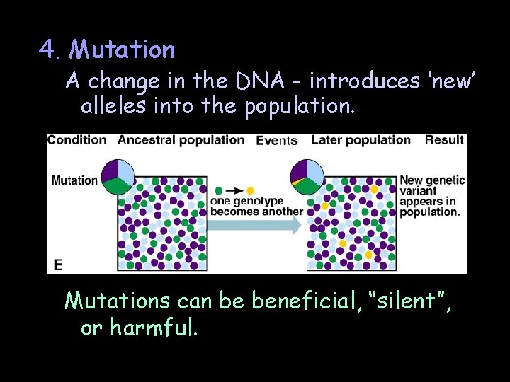 4. Mutation A change in the DNA - introduces ‘new’ alleles into the population. 4. Mutation A change in the DNA - introduces ‘new’ alleles into the population.