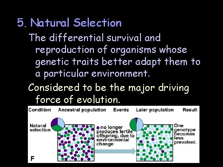 5. Natural Selection The differential survival and reproduction of organisms whose genetic traits better 5. Natural Selection The differential survival and reproduction of organisms whose genetic traits better