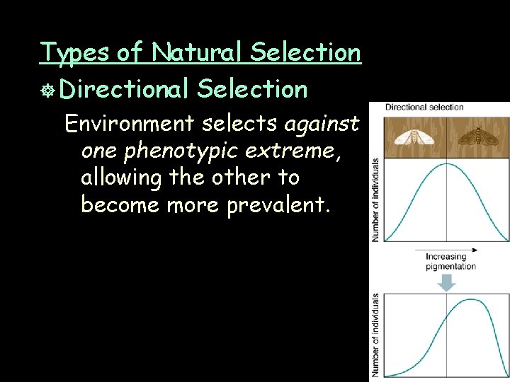 Types of Natural Selection ] Directional Selection Environment selects against one phenotypic extreme, allowing