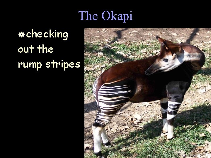 The Okapi ] checking out the rump stripes 