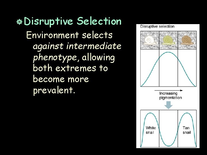 ] Disruptive Selection Environment selects against intermediate phenotype, allowing both extremes to become more