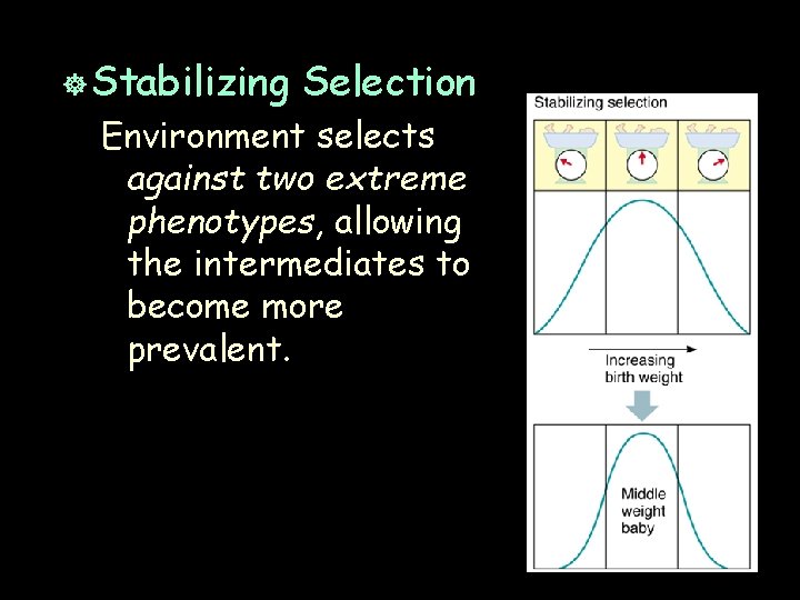 ] Stabilizing Selection Environment selects against two extreme phenotypes, allowing the intermediates to become