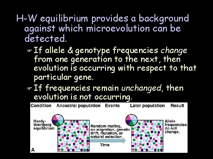 H-W equilibrium provides a background against which microevolution can be detected. F If allele H-W equilibrium provides a background against which microevolution can be detected. F If allele