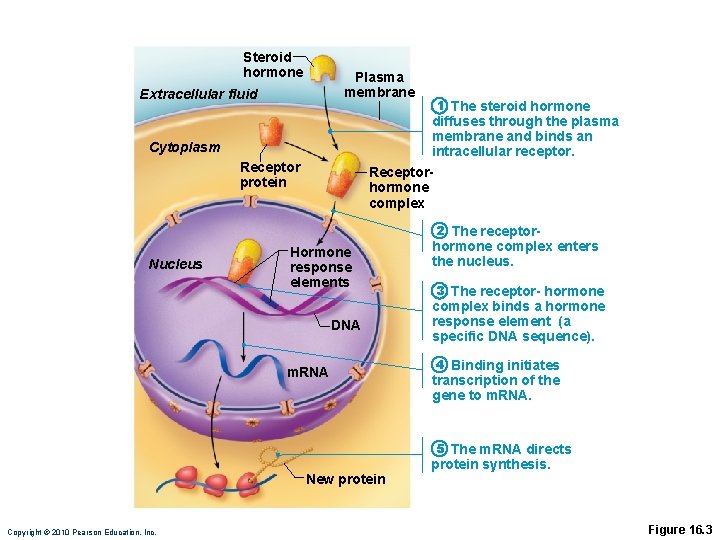 Steroid hormone Plasma membrane Extracellular fluid 1 The steroid hormone diffuses through the plasma