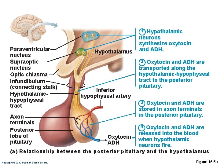 1 Hypothalamic Paraventricular nucleus Supraoptic nucleus Optic chiasma Infundibulum (connecting stalk) Hypothalamichypophyseal tract Axon