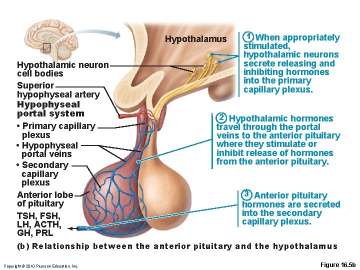 Hypothalamus Hypothalamic neuron cell bodies Superior hypophyseal artery Hypophyseal portal system • Primary capillary